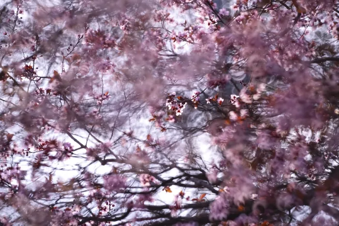 Framed Print : A soft-focus image capturing the delicate beauty of cherry blossoms with ethereal Framed Print : A soft-focus image capturing the delicate beauty of cherry blossoms with ethereal