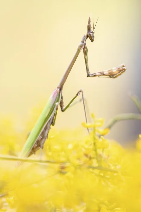 Framed Print : A soft-focus image of an Empusa pennata