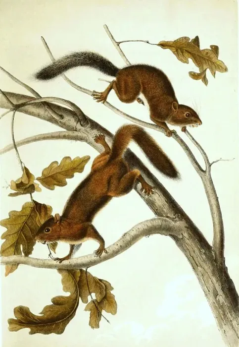 Framed Print : Soft-haired squirrel, Histoic, digitally restored reproduction of an original from the 19th century