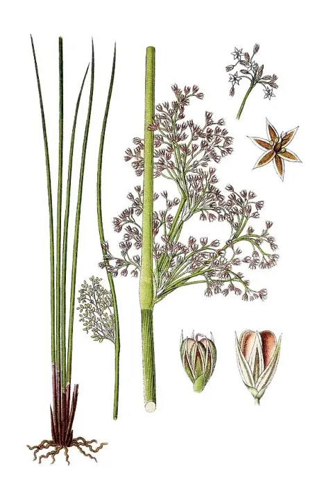 Framed Print : Soft rush (Juncus effusus), medicinal plant Framed Print : Soft rush (Juncus effusus), medicinal plant