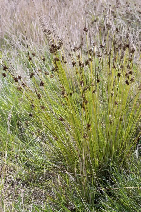 Framed Print : Soft rush (juncus inflexus) growing in a meadow in woold