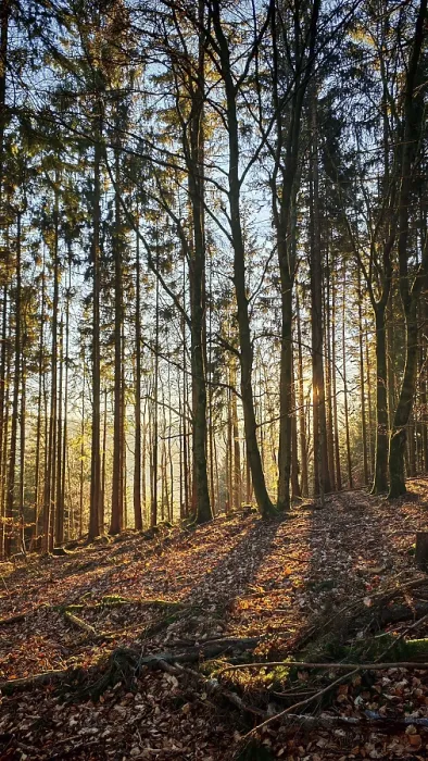 Framed Print : Soft sunlight falls through tall trees in autumn forest and creates long shadows Framed Print : Soft sunlight falls through tall trees in autumn forest and creates long shadows