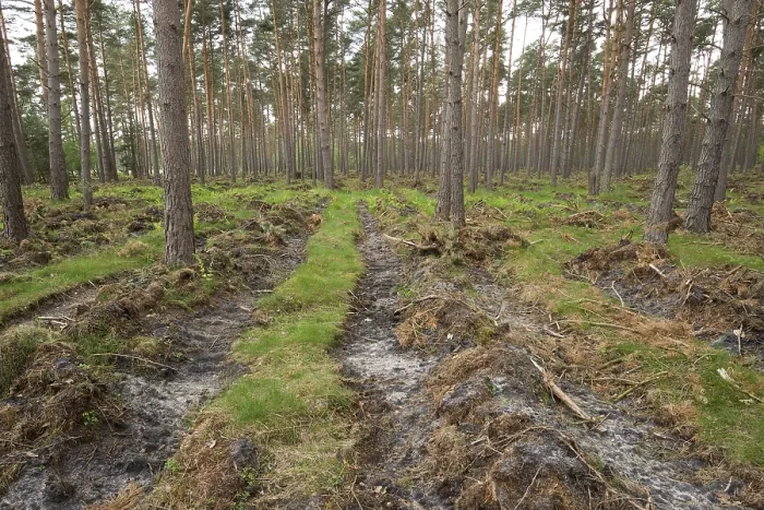 Framed Print : Soil preparation for natural regeneration