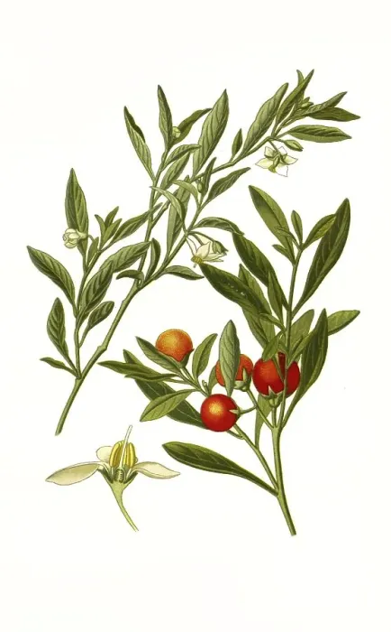 Framed Print : Solanum capsicastrum, Solanum pseudocapsicum