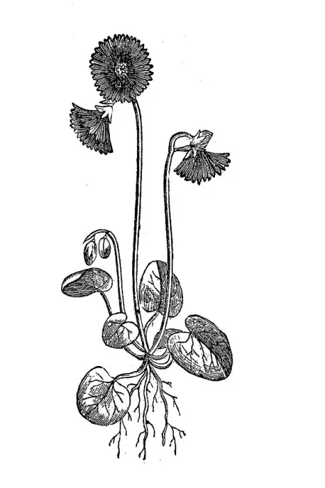Framed Print : Soldanella alpina, illustration from 1890 Framed Print : Soldanella alpina, illustration from 1890