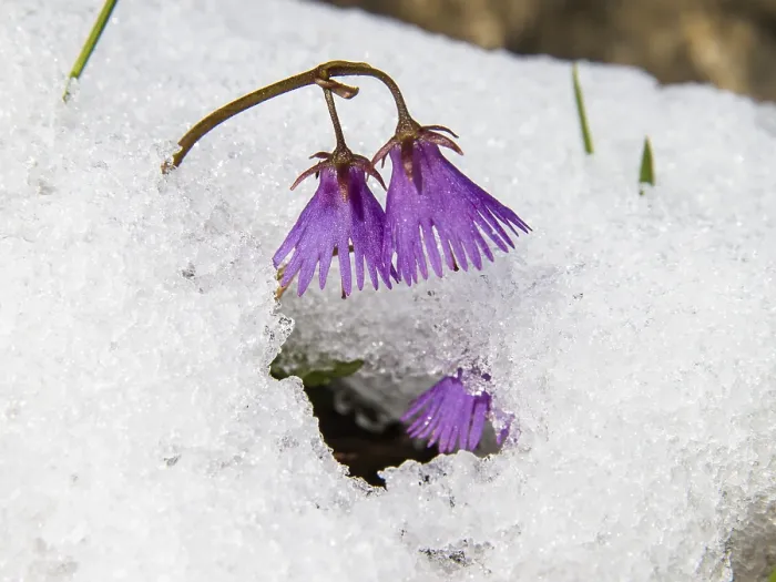 Framed Print : Soldanella alpina, Soldanelle, snowmelt