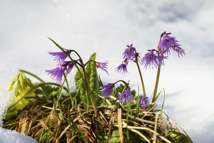 Framed Print : Soldanelle, true alpine bell (Soldanella alpina)