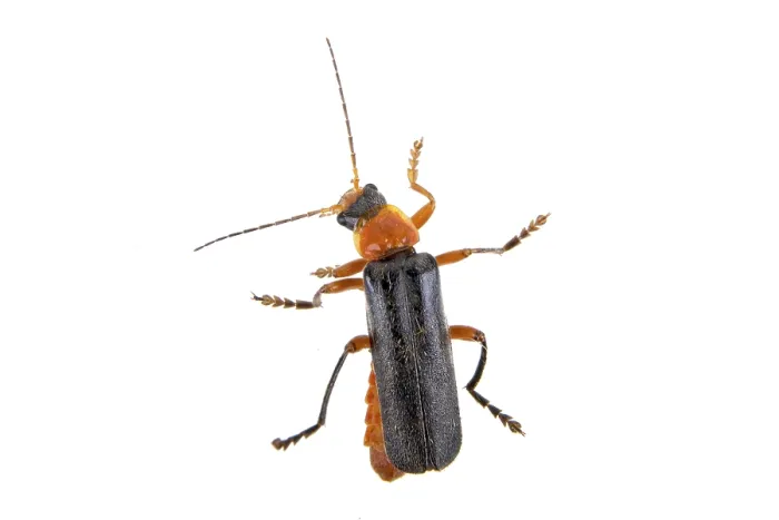Framed Print : Soldier beetle isolated on a white background