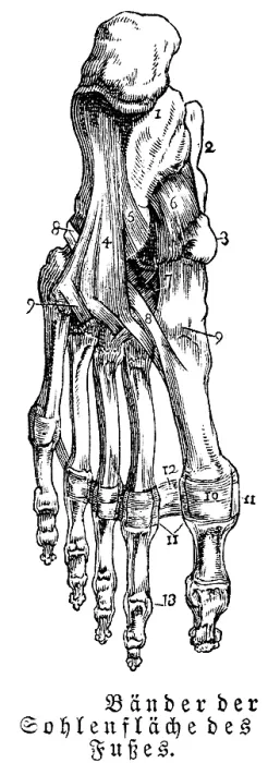 Framed Print : Sole of foot, bones, tendons, human body part Framed Print : Sole of foot, bones, tendons, human body part