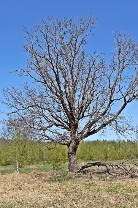 Framed Print : Solitary bare oak tree in forest glade on sunny spring day Framed Print : Solitary bare oak tree in forest glade on sunny spring day