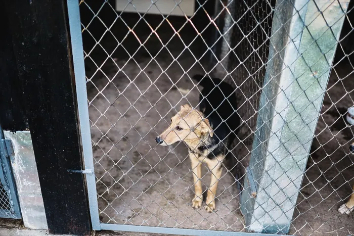 Framed Print : A solitary dog stands inside a kennel Framed Print : A solitary dog stands inside a kennel