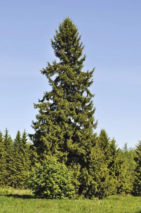 Framed Print : Solitary fir tree at forest edge, spring time Framed Print : Solitary fir tree at forest edge, spring time