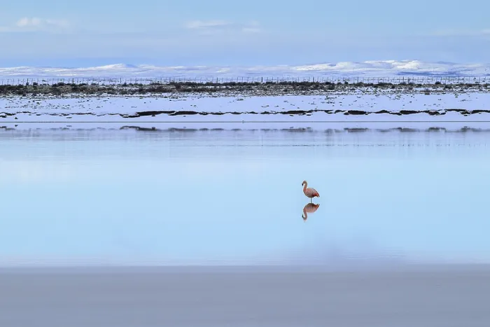 Framed Print : A solitary flamingo stands in a calm lake surrounded by snow-covered mountains