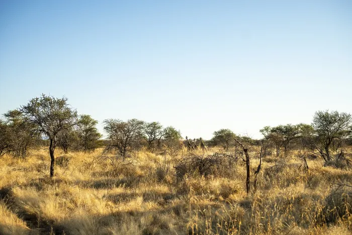 Framed Print : A solitary giraffe walking across the bright savanna of Namibia under a clear blue sky