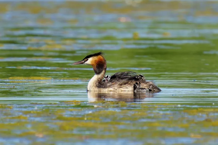 Framed Print : A solitary great crested grebe swimming in still water