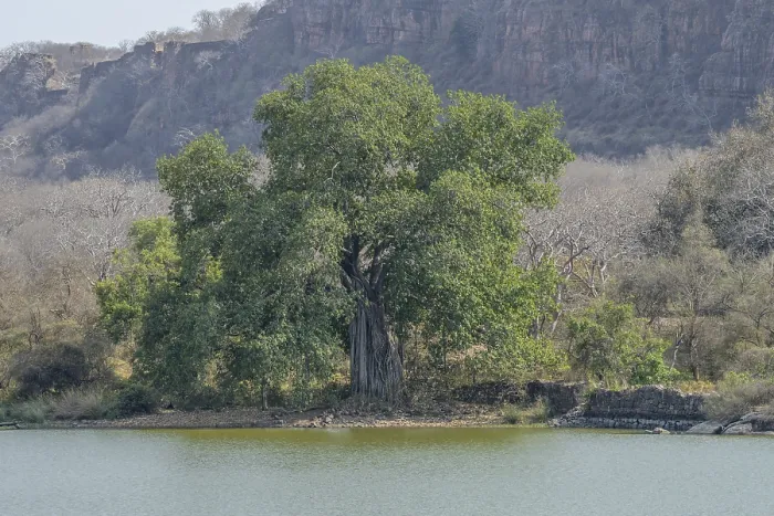 Framed Print : A solitary large tree by a lake surrounded by mountains