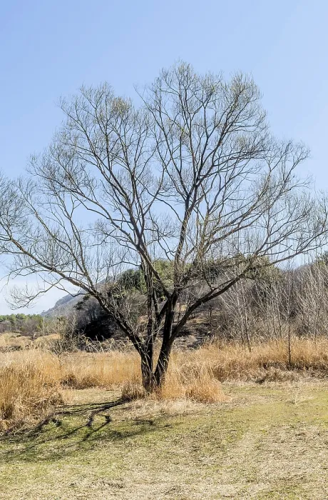 Framed Print : A solitary leafless tree stands tall amid a dry