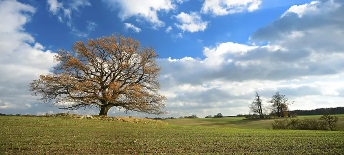 Framed Print : Solitary oak tree in autumn colours in a field Framed Print : Solitary oak tree in autumn colours in a field