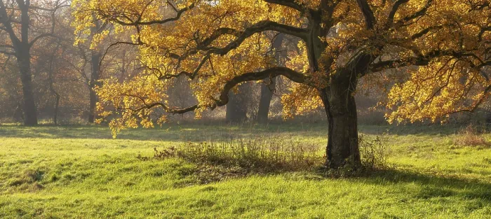 Framed Print : Solitary oak tree in a clearing in the forest
