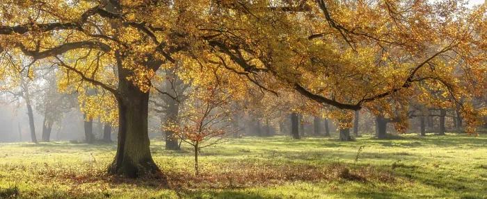 Framed Print : Solitary oak tree in a clearing in the forest Framed Print : Solitary oak tree in a clearing in the forest