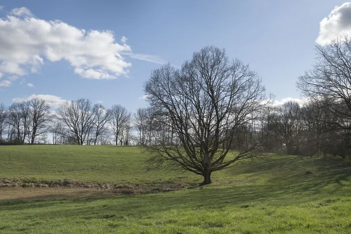 Framed Print : Solitary oak tree in a meadow, Schorfheide
