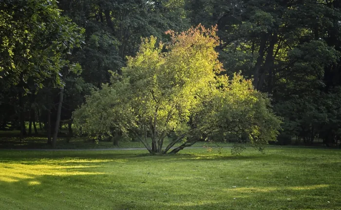 Framed Print : Solitary spreading tree lit by the evening sun in the park Framed Print : Solitary spreading tree lit by the evening sun in the park
