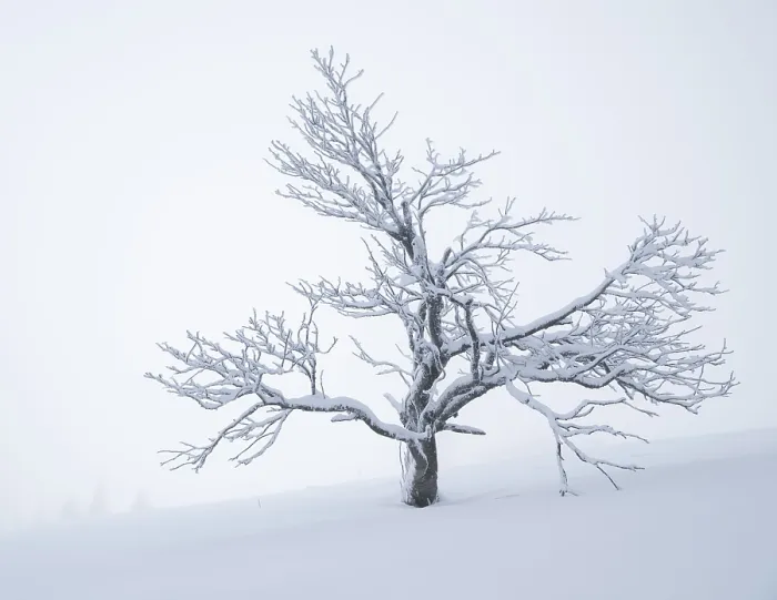 Framed Print : A solitary tree (Acer pseudoplatanus) covered in snow stands in a barren winter landscape