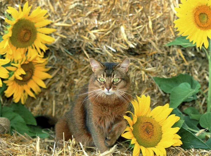 Framed Print : Somali cat, wild coloured, 5 years old Framed Print : Somali cat, wild coloured, 5 years old