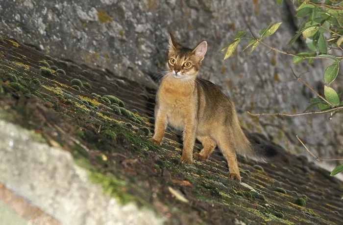 Framed Print : Somali domestic cat on the roof