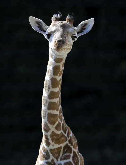 Framed Print : Somali Giraffe or Reticulated Giraffe (Giraffa camelopardalis reticulata)