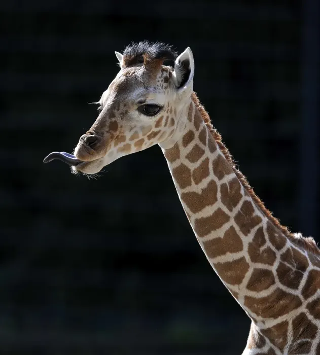 Framed Print : Somali Giraffe or Reticulated Giraffe (Giraffa camelopardalis reticulata)