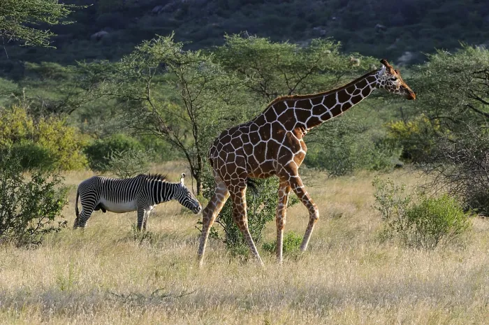 Framed Print : Somali Giraffe or Reticulated Giraffe (Giraffa camelopardalis reticulata)