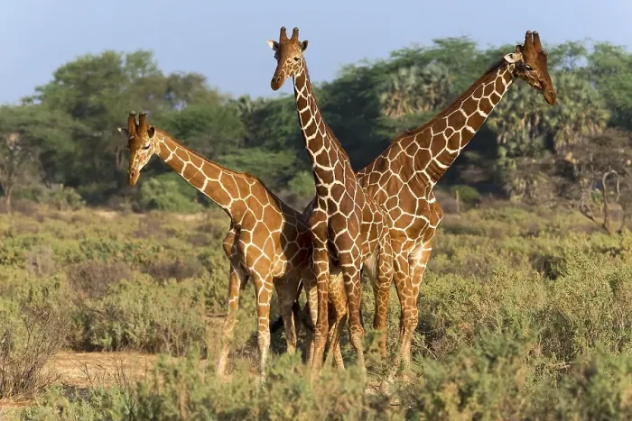 Framed Print : Three Somali or reticulated giraffes (Giraffa reticulata camelopardalis)
