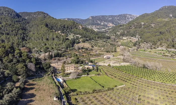 Framed Print : Son Brondo olive grove, typical Mallorcan variety