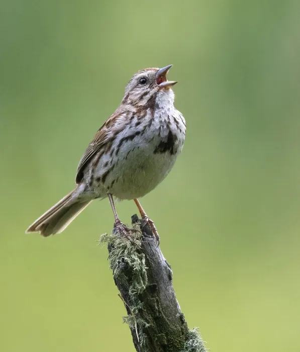 Framed Print : Song Sparrow, Melospiza melodia Framed Print : Song Sparrow, Melospiza melodia