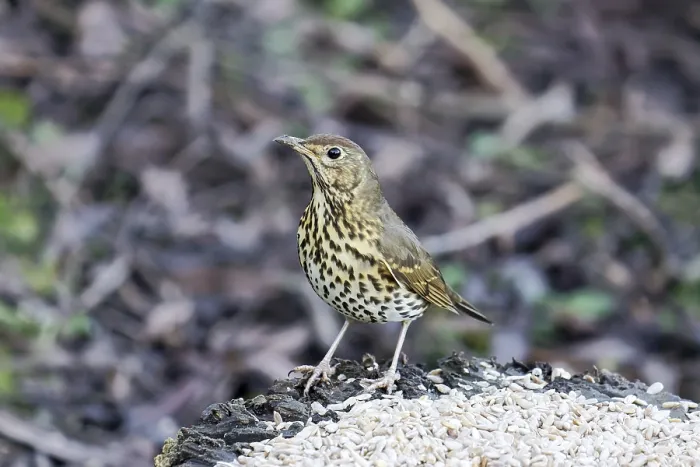 Framed Print : Song Thrush Framed Print : Song Thrush