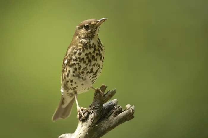 Framed Print : Song thrush (Turdus philomelos) Framed Print : Song thrush (Turdus philomelos)