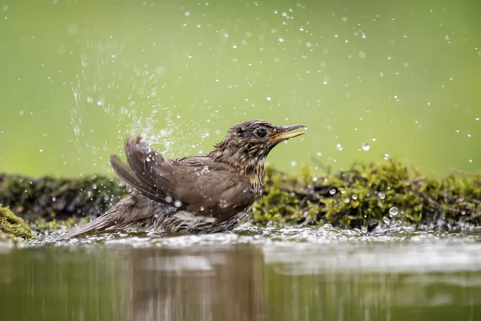 Framed Print : Song thrush (Turdus philomelos) bathing at a waterhole