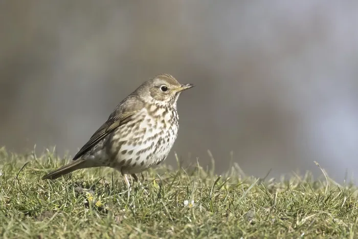 Framed Print : Song thrush (Turdus philomelos) in meadow