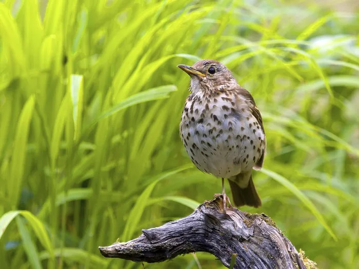 Framed Print : Song thrush (Turdus philomelos) sitting on a branch