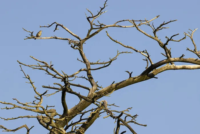 Framed Print : Song thrush (Turdus philomelos) sitting on dead tree Framed Print : Song thrush (Turdus philomelos) sitting on dead tree