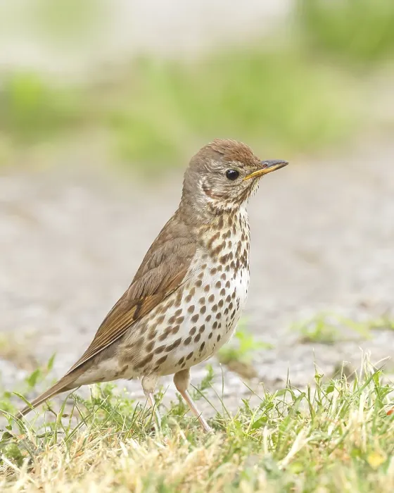 Framed Print : Song thrush (Turdus philomelos) standing on garden path Framed Print : Song thrush (Turdus philomelos) standing on garden path