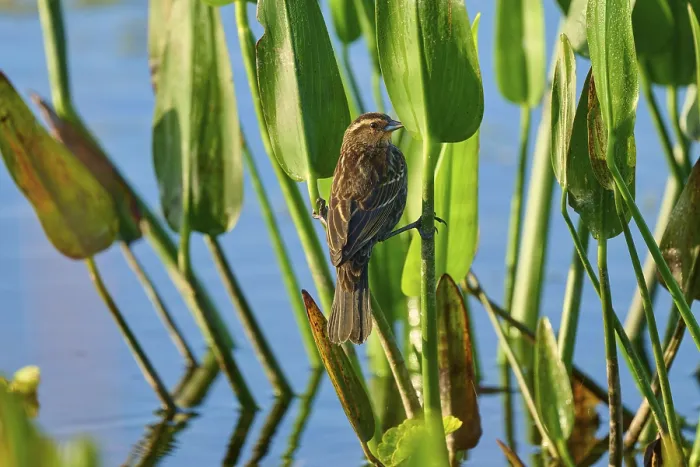 Framed Print : A songbird sits with legs crossed in green plants against a background of clear water