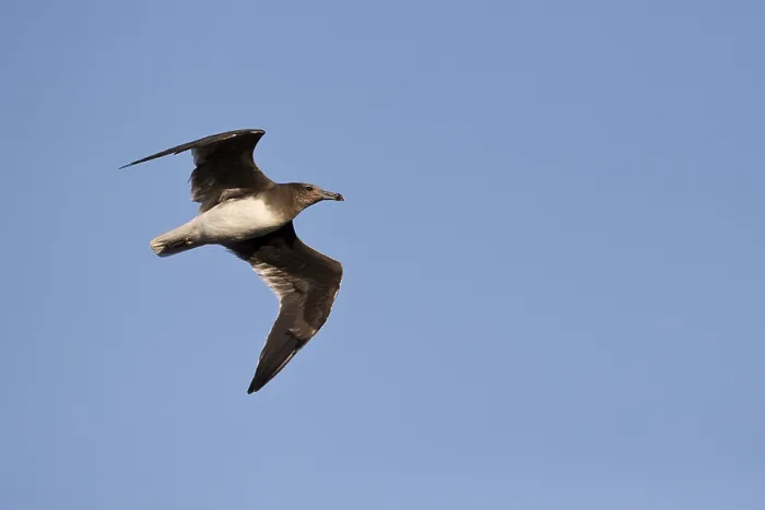 Framed Print : Sooty Gull (Ichthyaetus hemprichii) flying