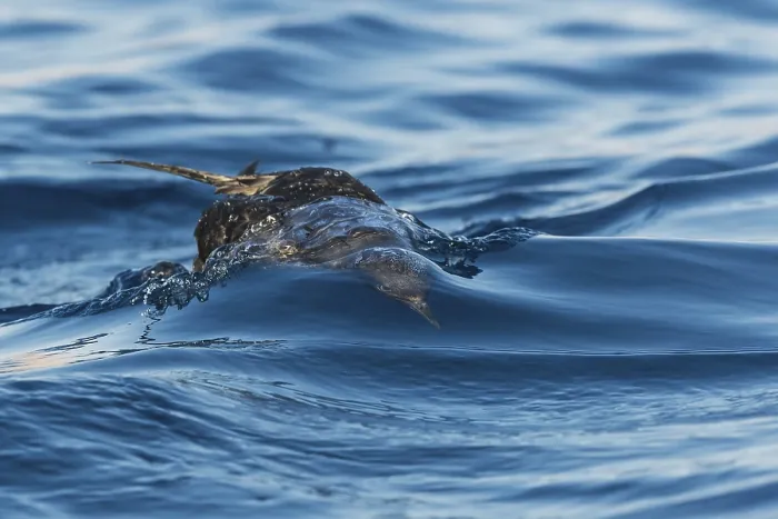Framed Print : Sooty Shearwater (Ardenna grisea)