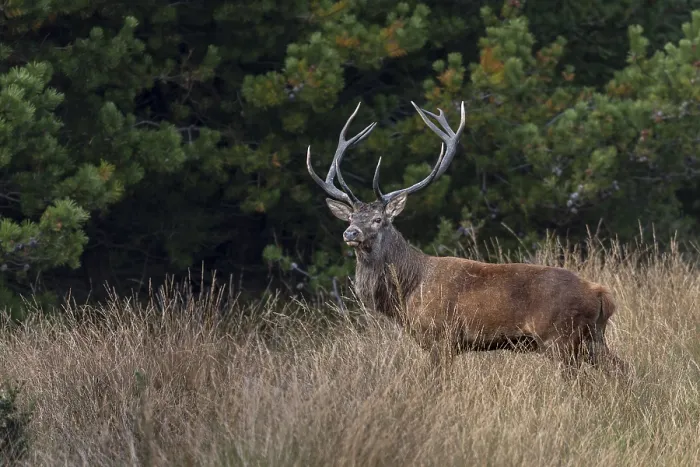 Framed Print : A sound makes the red deer (Cervus elaphus) look attentively into the neighbouring forest