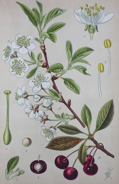 Framed Print : Sour cherry (Prunus cerasus), historical illustration from 1885 Framed Print : Sour cherry (Prunus cerasus), historical illustration from 1885
