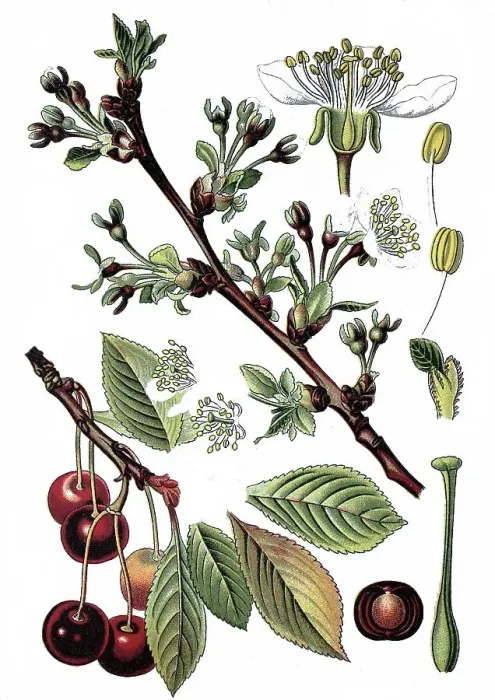 Framed Print : Sour Cherry (Prunus cerasus), useful plant