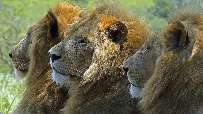 Framed Print : South Africa, Africa, Lion, Panthera Leo