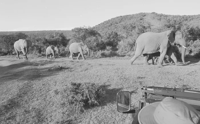 Framed Print : South Africa: Close up of an Elephant on a Safari at Shamwari Game Reserve